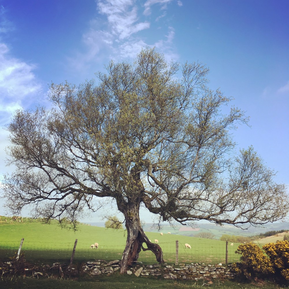 BDD2C715-38B2-43B3-8E76-3342CC3489D3